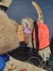 Deployment on Bighorn Sheep